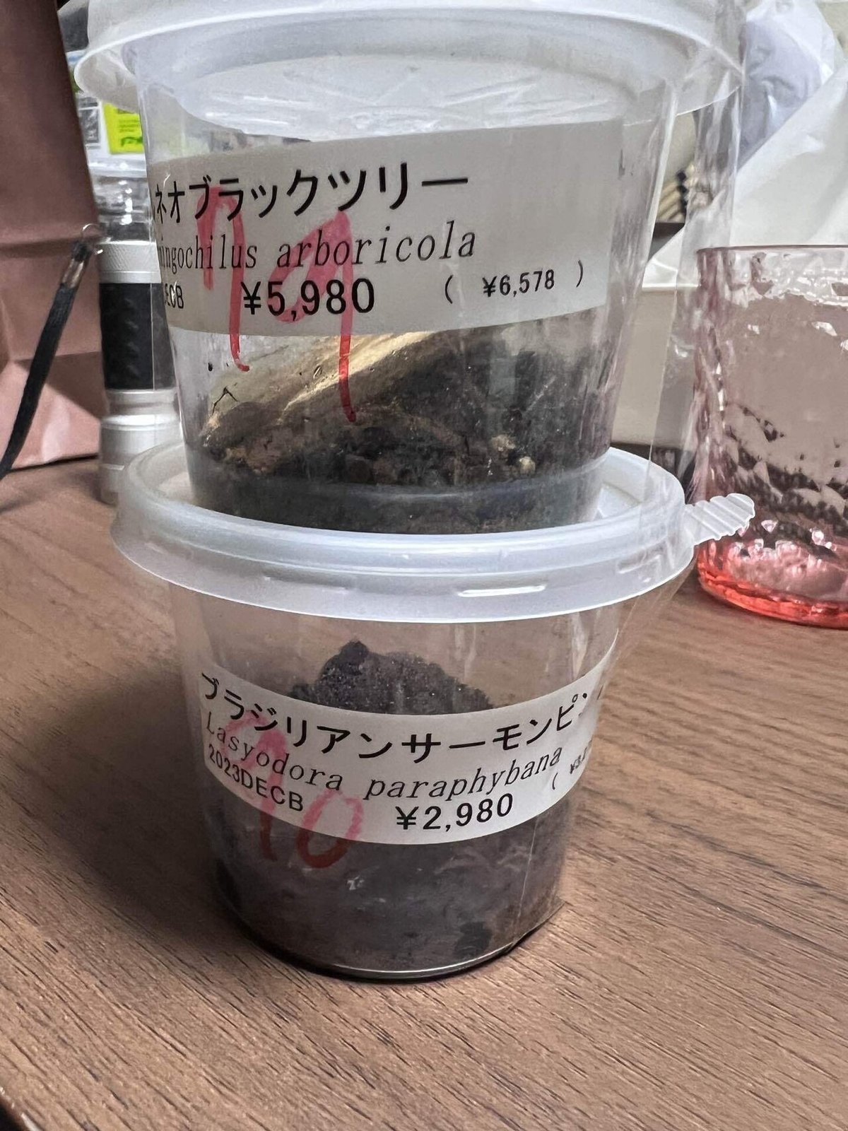 タランチュラ ブラジリアンサーモンピンク ‼ - ☆kenny東京本店☆