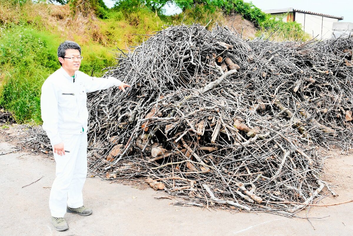 剪定の方法 忌み枝 ２回目 植木屋じぃじ 剪定 伐木 草刈 消毒 富士市