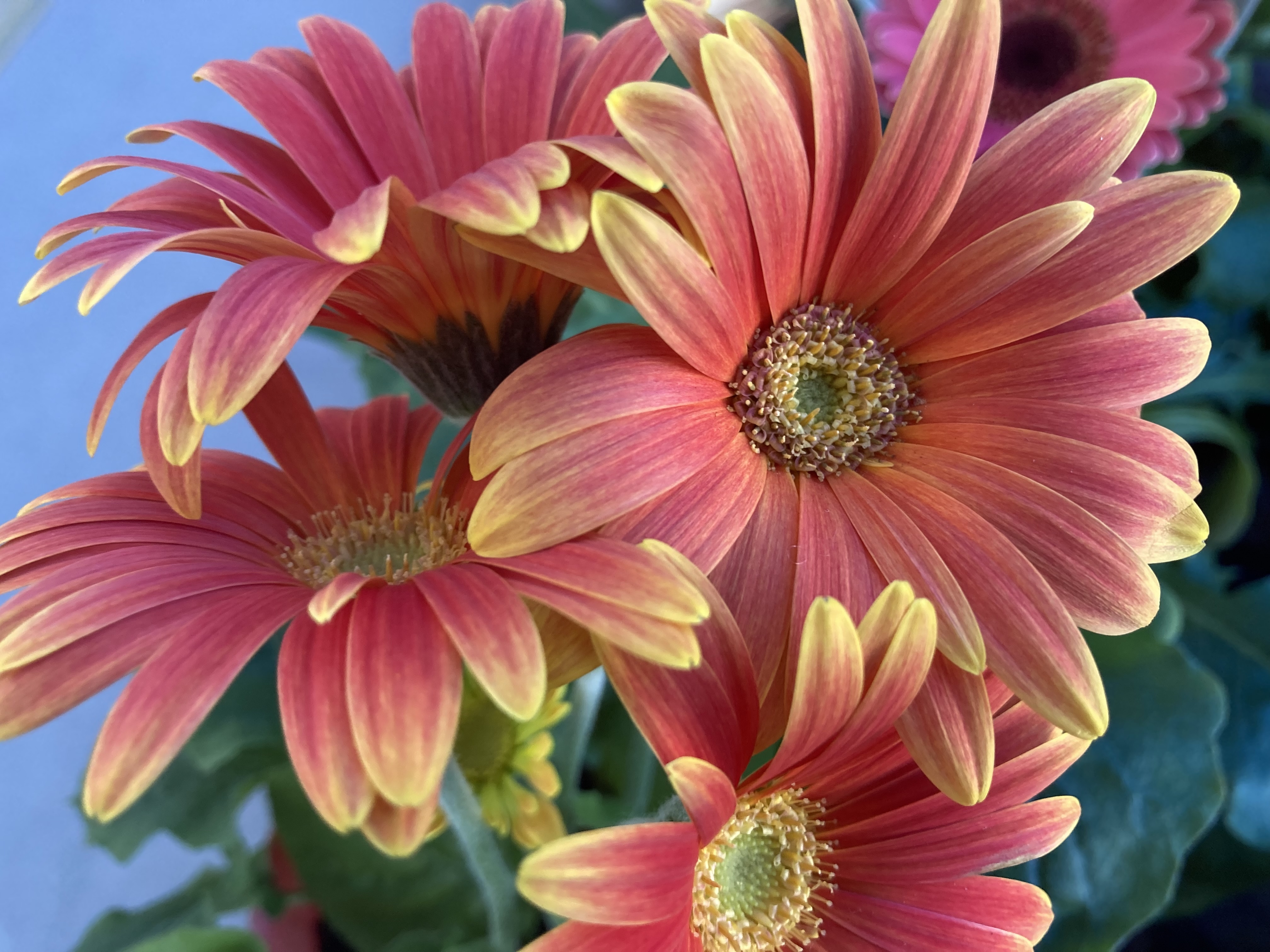 ガーベラの育て方・栽培方法プロが教える種まきや肥料・水やり、収穫のポイント通販 - ディノス