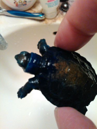 Amazon動物用医薬品 ニチドウ メチレンブルー液 1000mlニチドウヘルスケア 通販