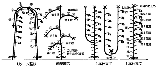 ミニトマト・中玉トマト野菜 山田式家庭菜園教室～Dr.藤目改訂版～調べるタキイ種苗株式会社