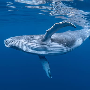 ホエールウォッチングとは何か？見どころ・確率・人気エリアを初心者向けにやさしく紹介！ - ホエールウォッチングツアーズ