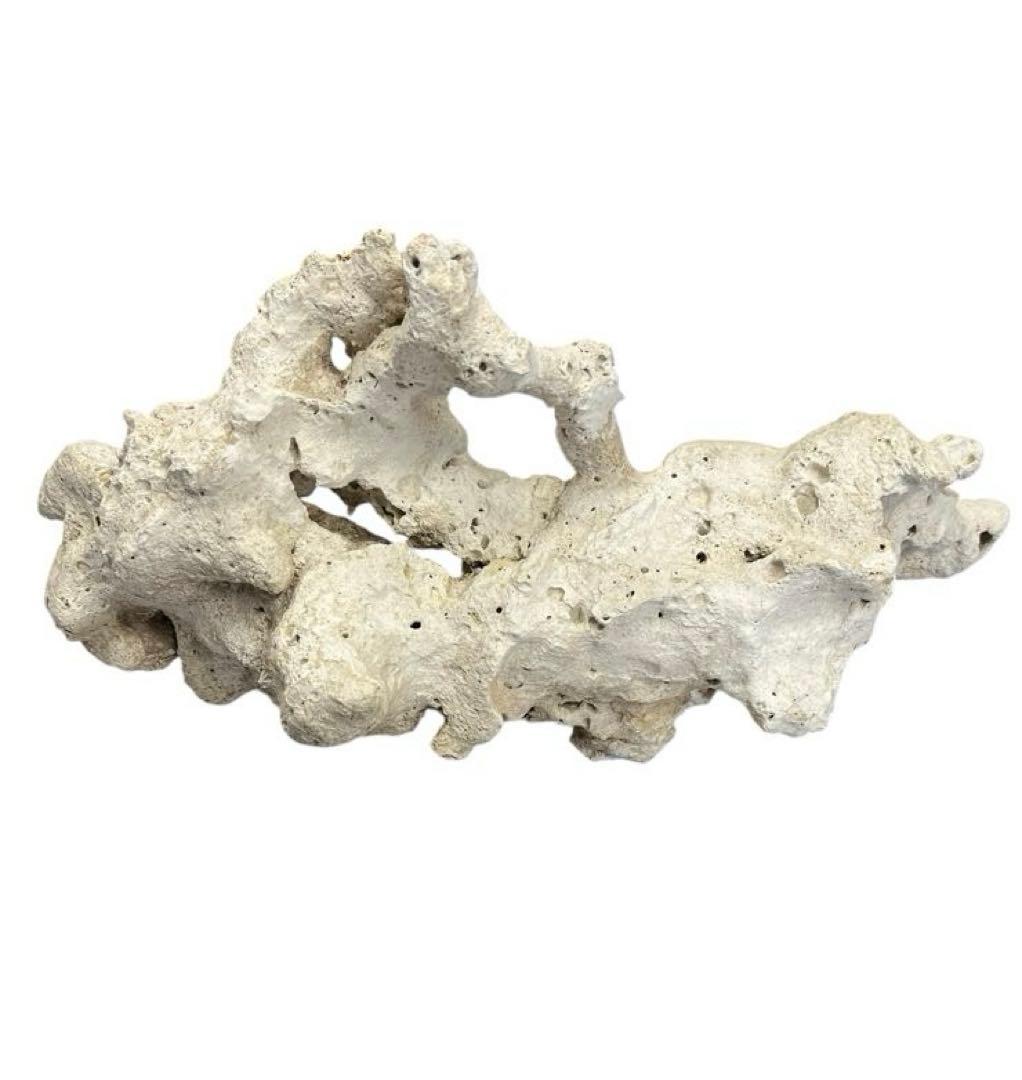 珊瑚の死骸の写真素材写真素材なら「写真AC」無料 フリー ダウンロードOK