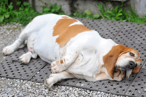 3Dチャート 犬の骨格筋