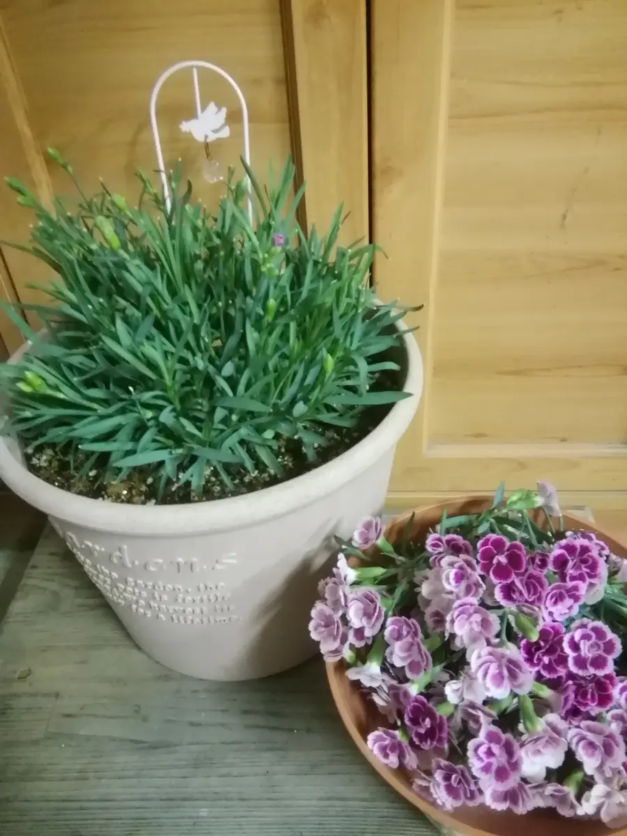 予約商品：4 7発送分 ダイアンサス ナデシコ ・ピンクキッス 3ポットの通販GreenSnap STORE グリーンスナップ ストア観葉植物や多肉植物、花苗の通販