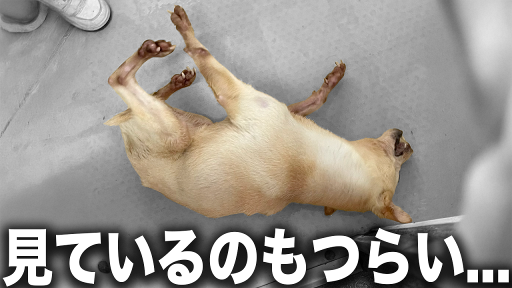 日本人の100人に一人は「てんかん」。実は身近すぎた病気「てんかん」について日本トップの専門医にロングインタビューをしてみた。 - オレンジさん –変わるきっかけ発見マガジン 公式 オアディスワン