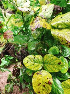 枝豆の病害虫 By H.HOKARI