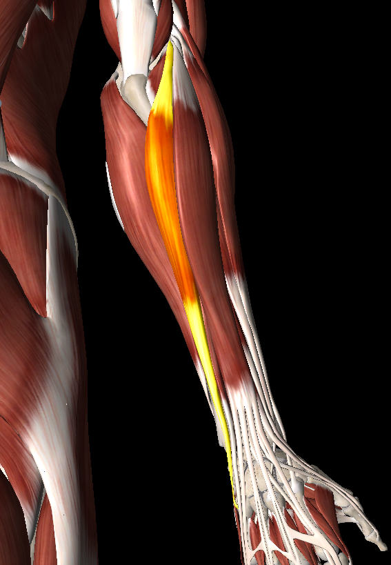 尺骨突き上げ症候群S-HANDクリニック 埼玉県さいたま市 手外科