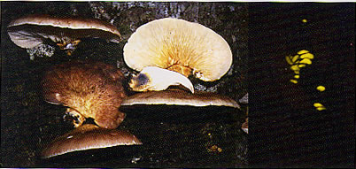 本当に安全？STOP毒きのこ：農林水産省