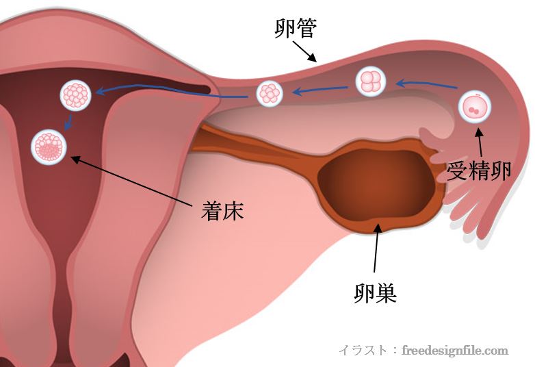 理科 ヒトの誕生の流れをわかりやすく解説！ 5つのステップ＆知識でスッキリ理解しよう - 中学受験ナビ