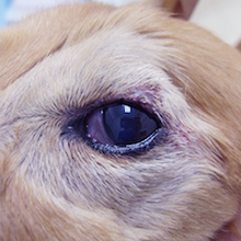 獣医師執筆 愛犬に「ものもらい」？他の症状の可能性は? 犬猫の目に「できもの」が出来た場合に考えられる症状記事わんにゃ今日も明日もワンダフル