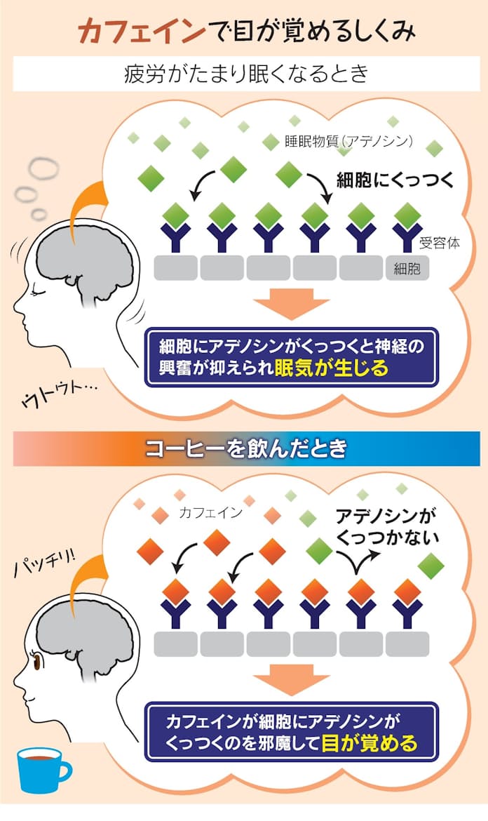 カフェインで頭痛解！？でも危険な落とし穴も 大阪の脳神経外科たかせクリニック