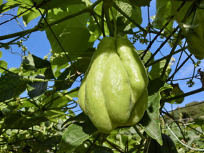 ハヤトウリ - 植物図鑑 - エバーグリーン