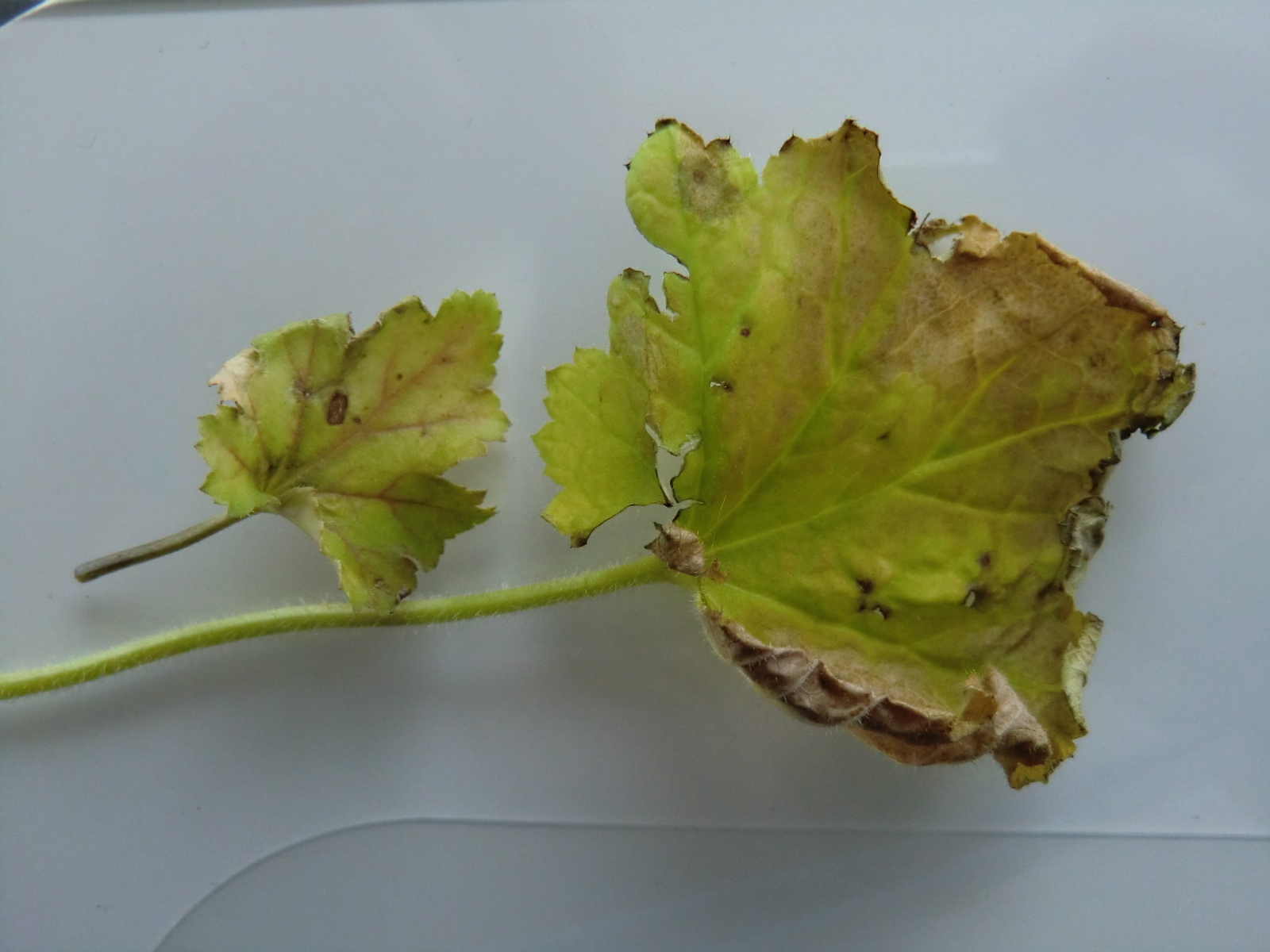 先日、いたんだ葉や枯れた葉を カット✂︎したヒューケラ ドルチェ もうこんなにもイキイキ してくれてます♡ それにしてもヒューケラ ドルチェはどのコも名前が美味しそうなんですよね〜 ✼••˗˗˗˗˗˗˗˗˗˗˗˗˗˗˗˗˗˗˗˗˗˗˗˗˗˗˗˗••✼ ヒューケラ ドルチェを カットする様子は