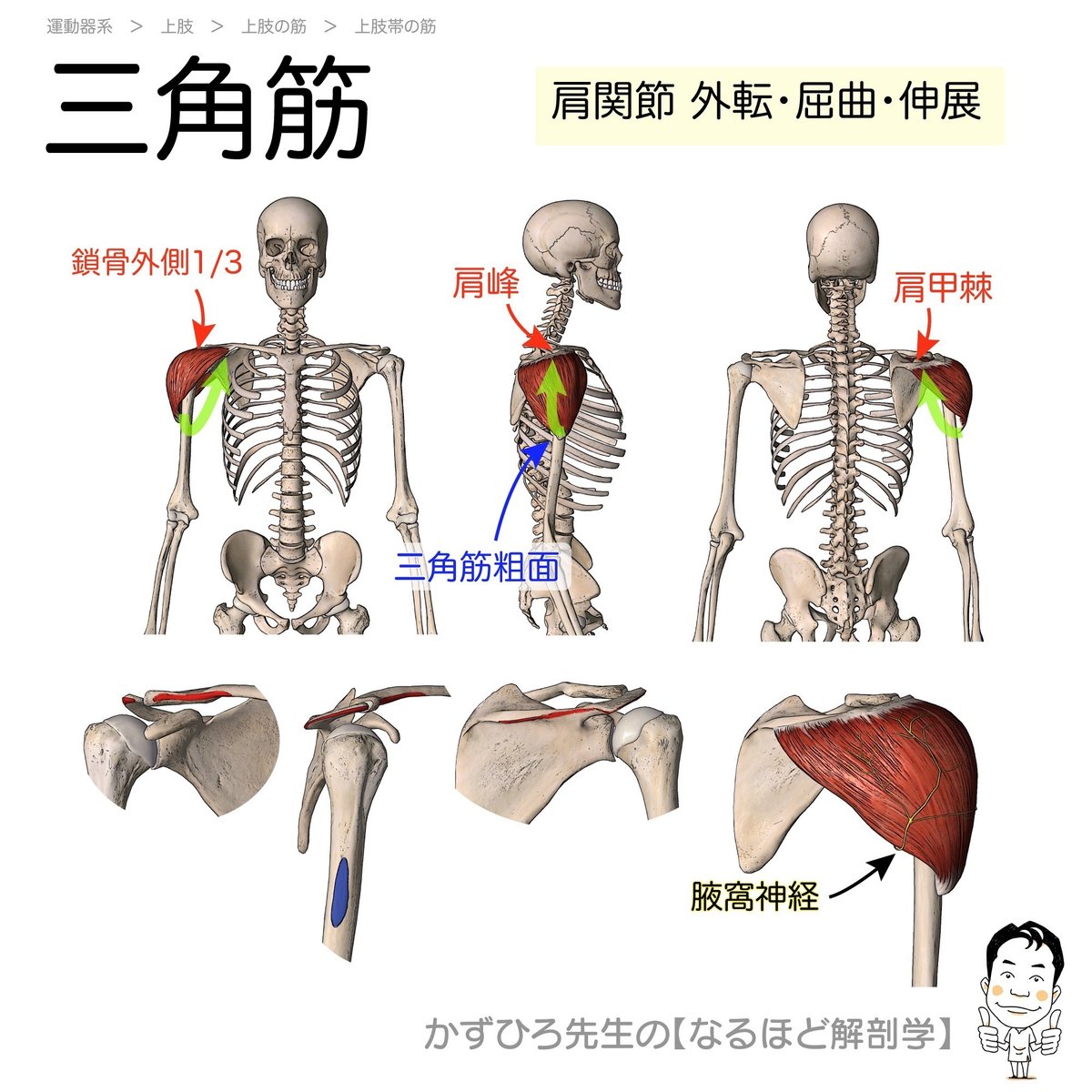 全身の筋肉 － 上腕部 - 名古屋市西区の椎間板ヘルニア・腰痛整体 AandK Therapy Studio