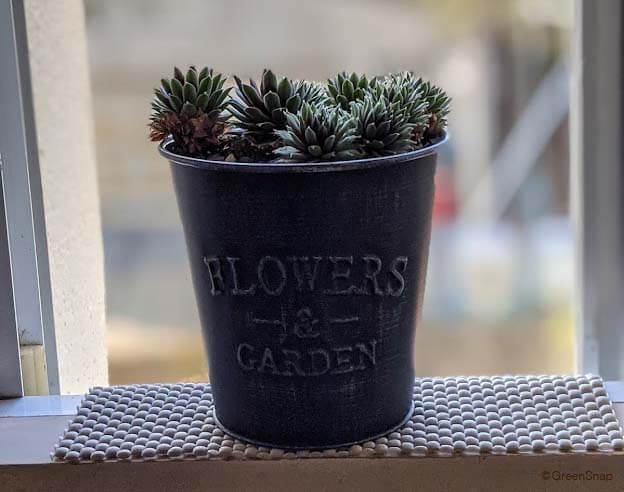 センペルビウムの育て方植物図鑑HanaPrime ハナプライム