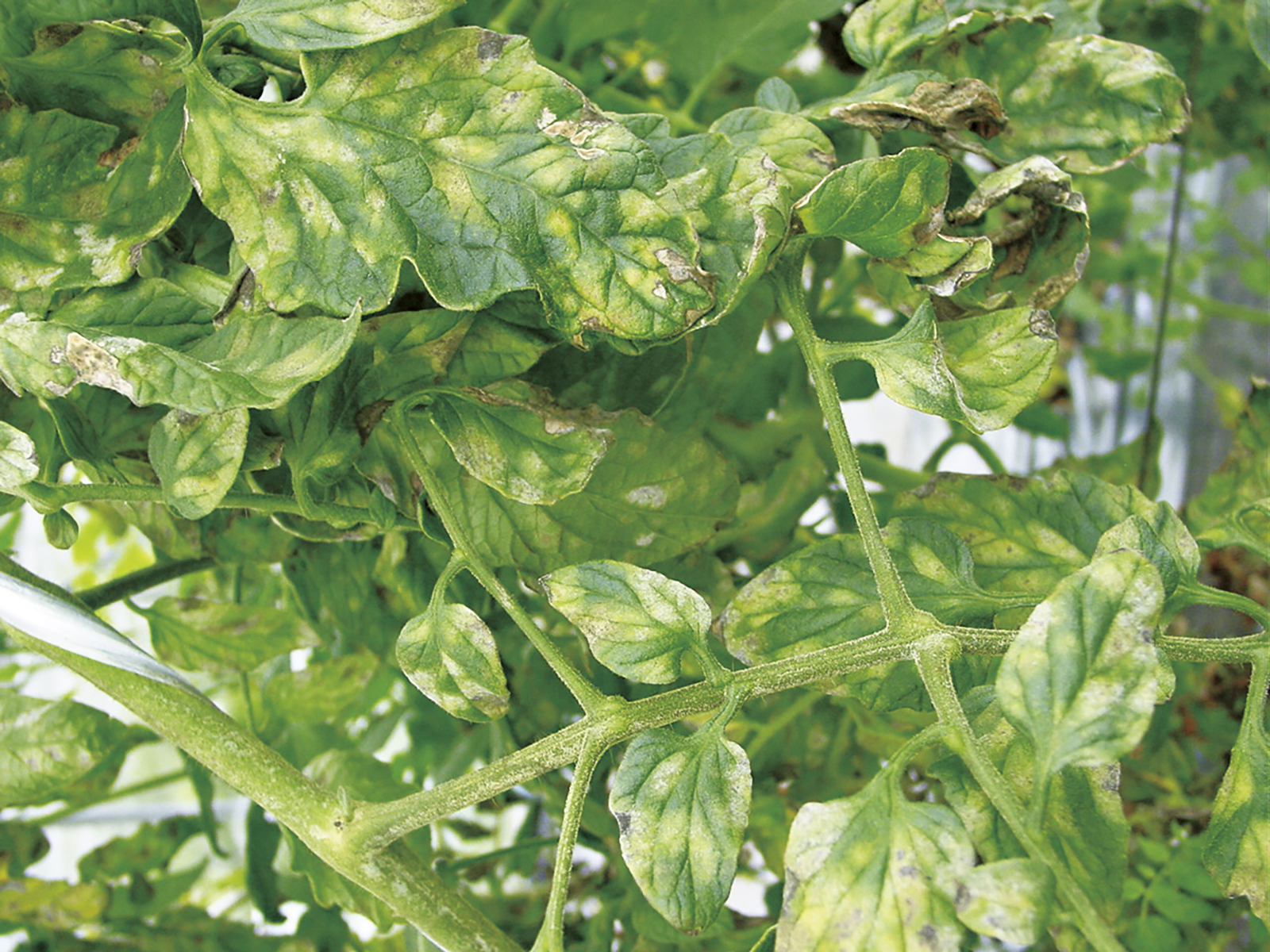 ミニトマトの病気トマトの育て方.com