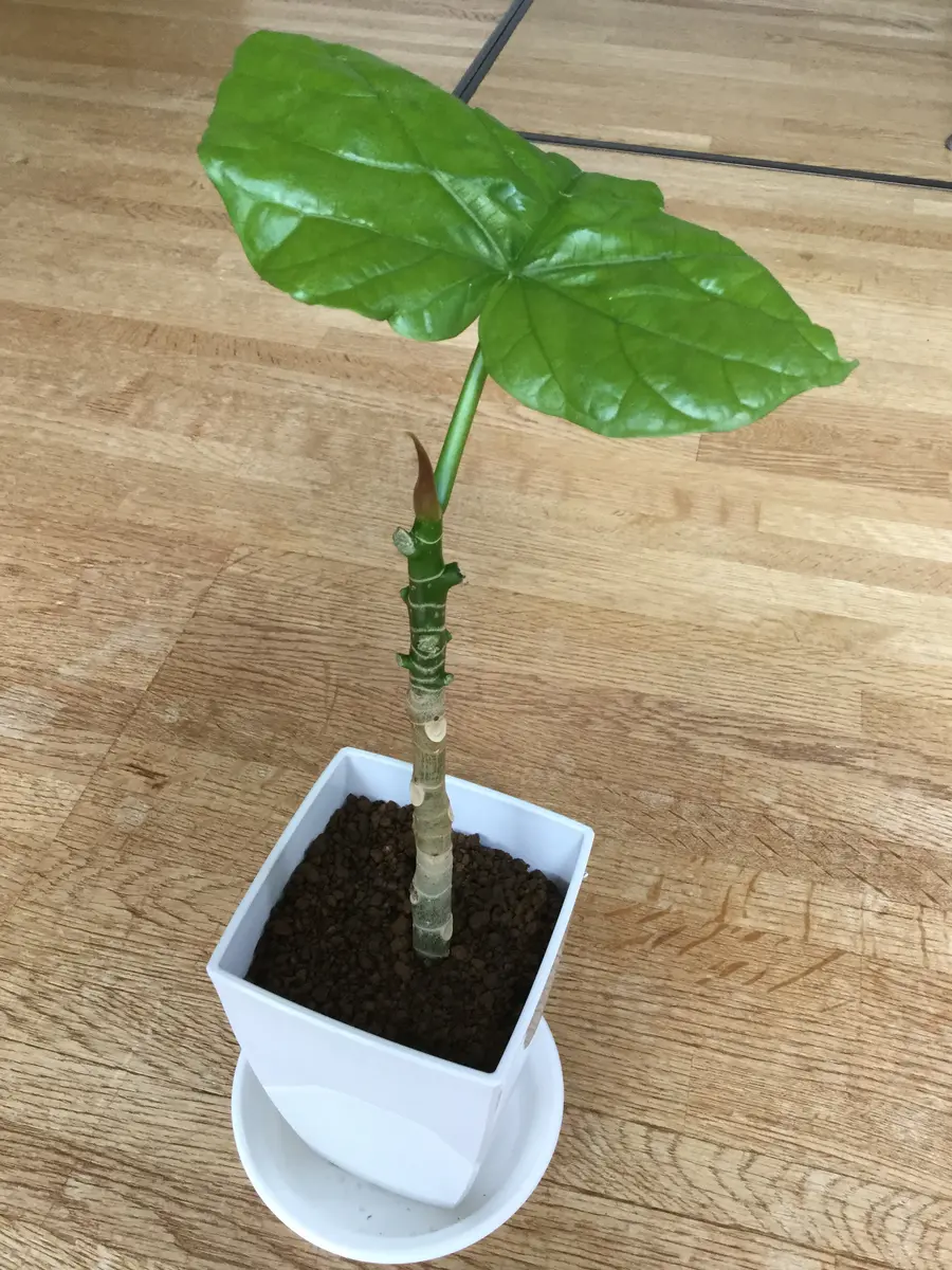 初めてのウンベラータの挿し木、成功か？失敗か？その後。 : MAIKOStyle