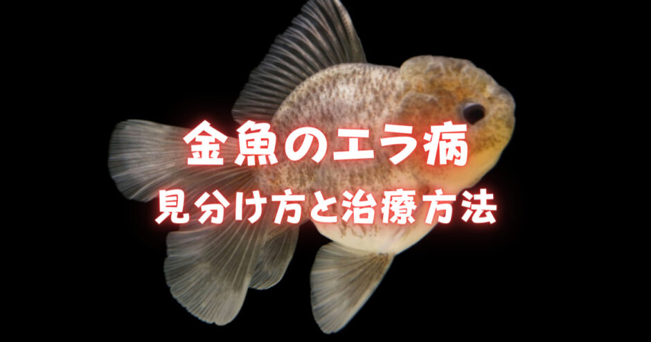 日本動物薬品株式会社金魚の病気について