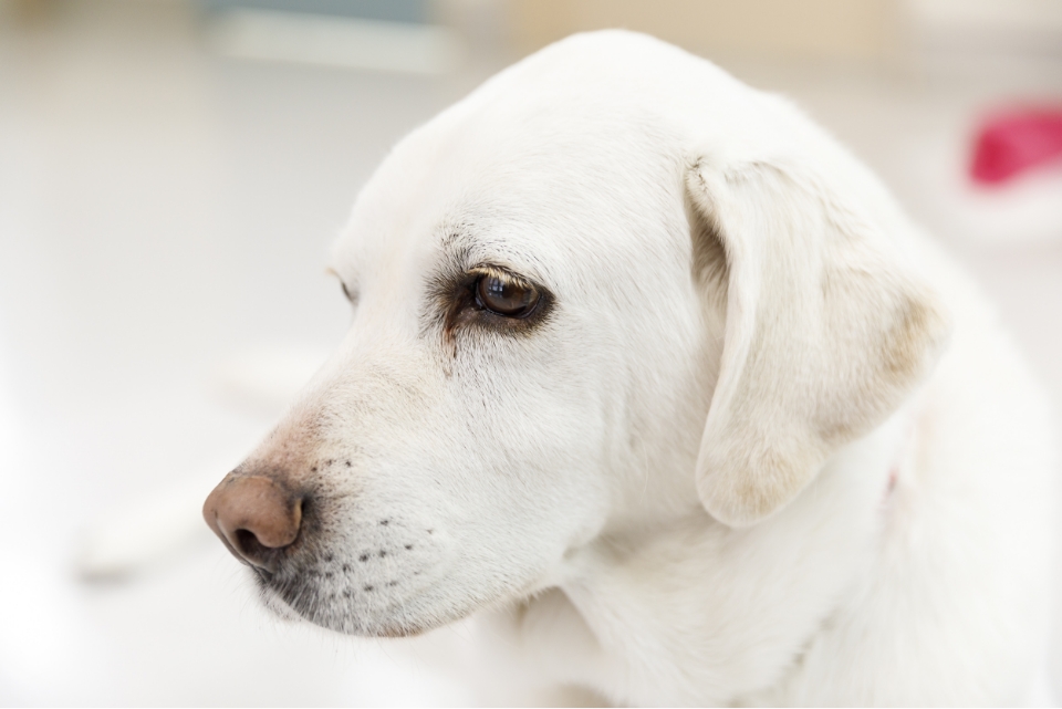 ラブラドールレトリバーの抜け毛は多い？抜け毛対策とクルクルくせ毛になるのはなぜ？☺ スマイル生活 ♪