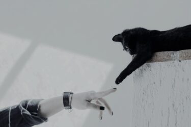 犬猫に噛まれたら注意！パスツレラ症の症状と対処法