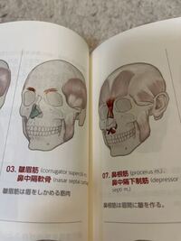 身近にいそう？ 「国内最古の顔」は彫り深く 沖縄 2万7千年前の人骨復元沖縄タイムス＋プラス
