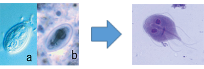 中世の修道士、「寄生虫まみれだった」 英研究 2 2- CNN.co.jp