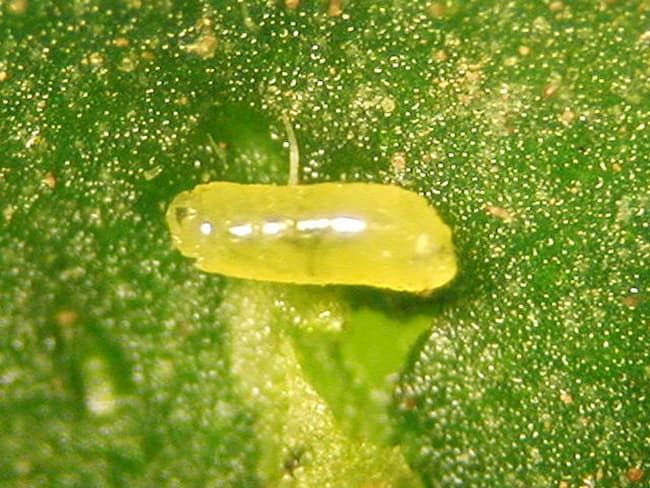 葉に白い線の跡？菜園初心者のためのハモグリバエ予防と駆除の完全ガイドヤマワタ菜園