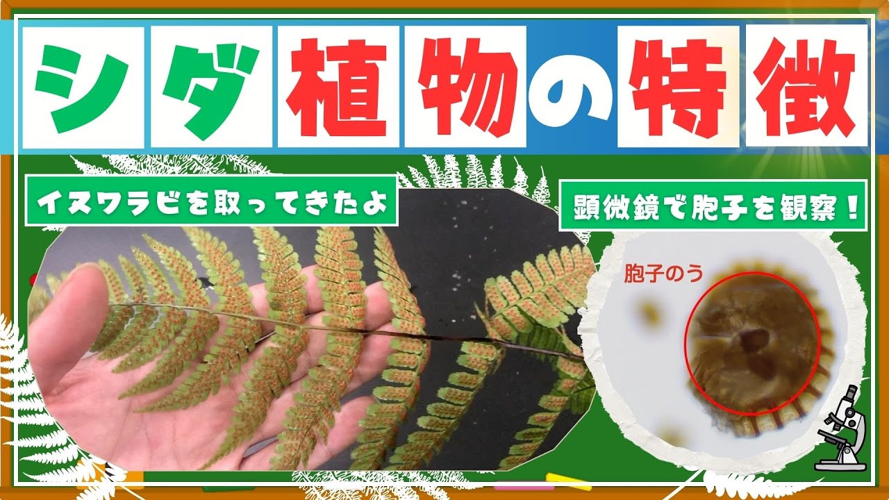 中1理科 「シダ・コケ・藻類の分類」 練習編1映像授業のTry ITトライイット