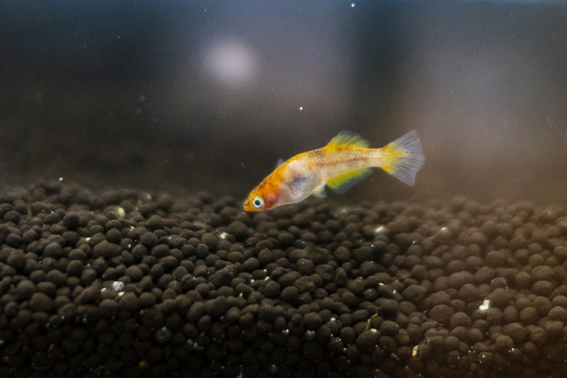 カメの皮膚感染症 水カビ垂水オアシス動物病院