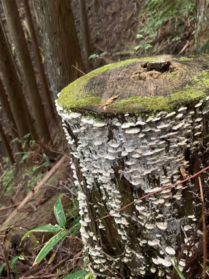 ウッドデッキが腐食した！DIYでの補修方法・補修依頼先について紹介 - くらしのマーケットマガジン