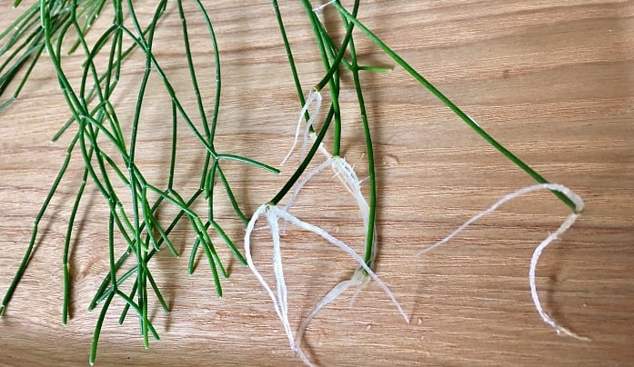 リプサリスの特徴と育て方・増やし方Do! earth & green