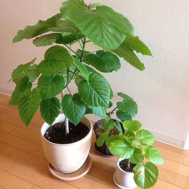 ウンベラータの挿し木 ～ポイントを徹底解説～ 観葉植物の基礎知識APEGO