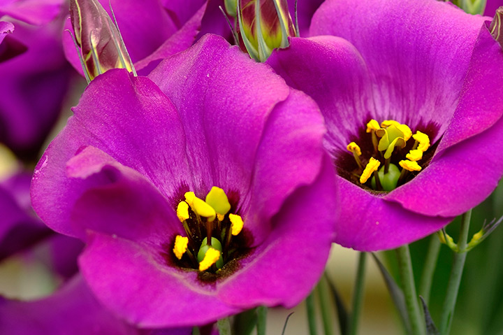 8月の誕生花はトルコキキョウ。紫、白など色ごとの花言葉などを紹介花束・アレンジメントのフラワーギフト通販なら花キューピット