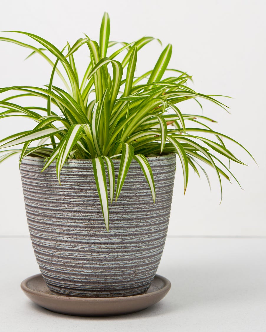 オリヅルランの増やし方！ランナーの子株や株分けした苗は水栽培できる？HORTI by GreenSnap