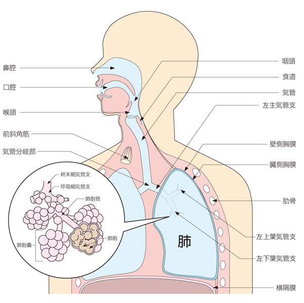 呼吸器系の概要 - 07. 肺と気道の病気 - MSDマニュアル家庭版