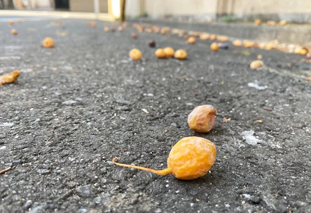 道端の「ギンナン」臭すぎる なぜ？ 実はヒトの排泄物に含まれる成分も イチョウの生存戦略とはTBS NEWS DIG