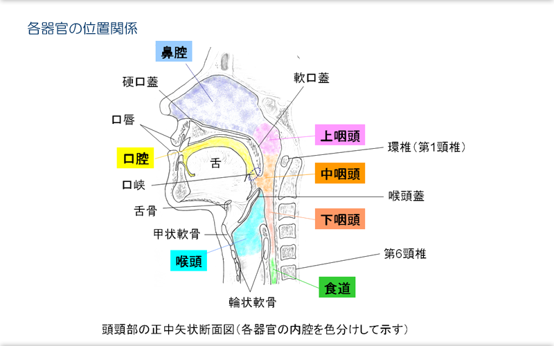 無料 嚥下の仕組み：説明用イラストプリントST・専門職向け