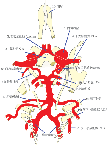 市販の風邪薬のおすすめ人気ランキング 鼻水と喉の痛みに効く？2025年10月マイベスト