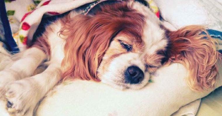 老犬たちの涙：捨てられた老犬の涙が訴える 殺処分テーマにフォトブック出版写真特集1 5毎日新聞