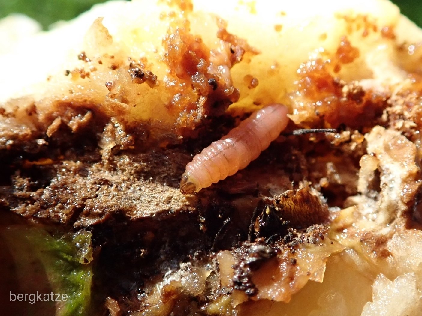 桃・スモモに害虫発生さんぱちの気まぐれ日記 - 楽天ブログ