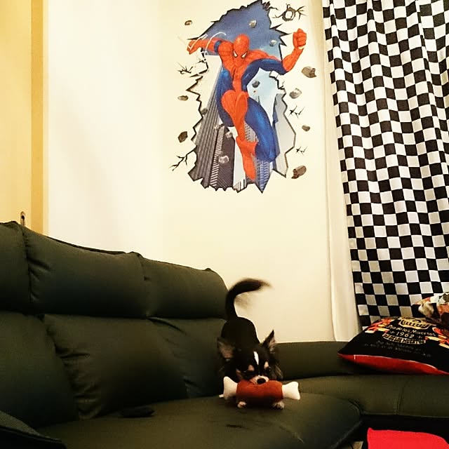 帰宅のために約4メートルの垂直の壁をするする登っていく猫 - GIGAZINE