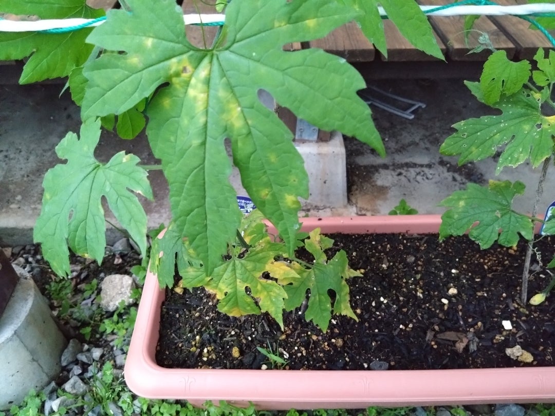 ゴーヤの葉について -ゴーヤで緑のカーテンに挑戦しています。 ゴーヤの葉に-OKWAVE