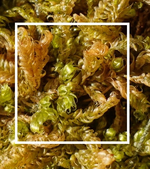 苔玉の寿命を延ばすための剪定と根切り - 空と花の色