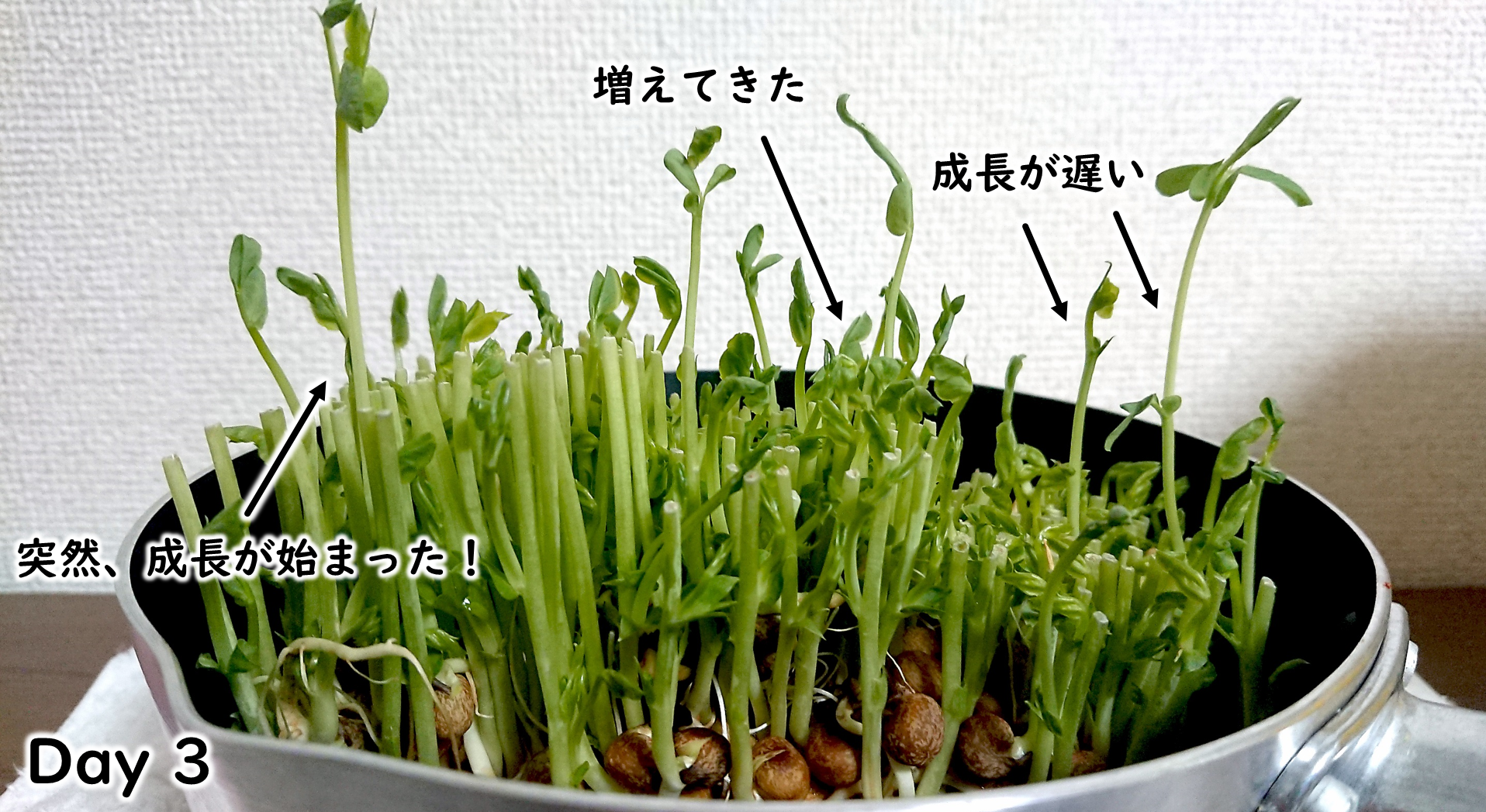 豆苗の育て方種から簡単栽培！7ステップ完全ガイドWOOTANG ウータン 水だけで育てる観葉植物-水耕栽培通販サイト