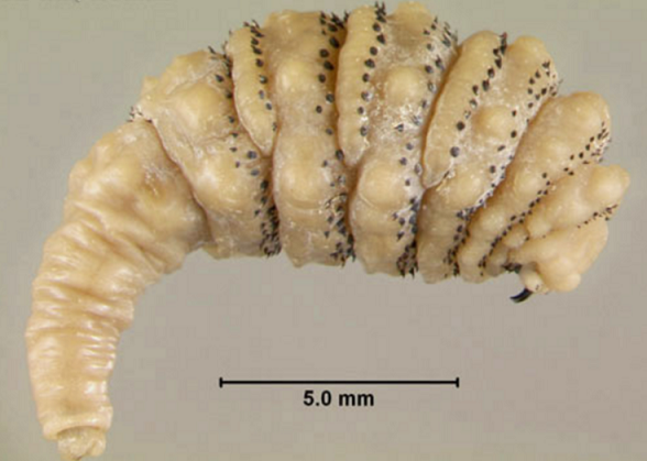 세계에서 가장 위험하고 무서운 벌레 5종류 : 네이버 블로그