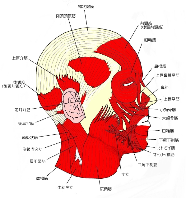 上まぶたのたるみを耳から持ち上げる 耳介筋 前頭筋 筋膜リリース今回は、耳の👂前耳介 ぜんしかい 筋、上耳介筋 じょうじかいきん に着目した筋膜リリースをご紹介させていただきます💁‍♀️共に、頭部の浅頭筋の中の一つで 耳につく筋肉です🤔 繋がりとして