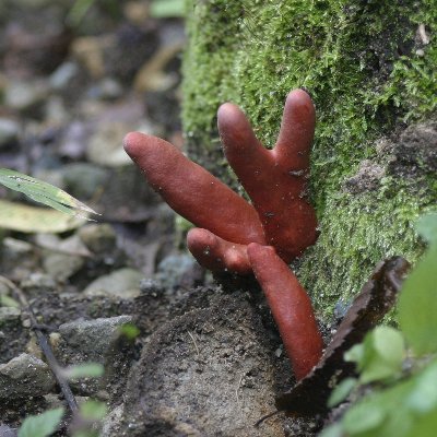 特集「本当の自分、相性のいい人」～火・水・風・地 ４つのエレメントで占う～クォーレの無料占い