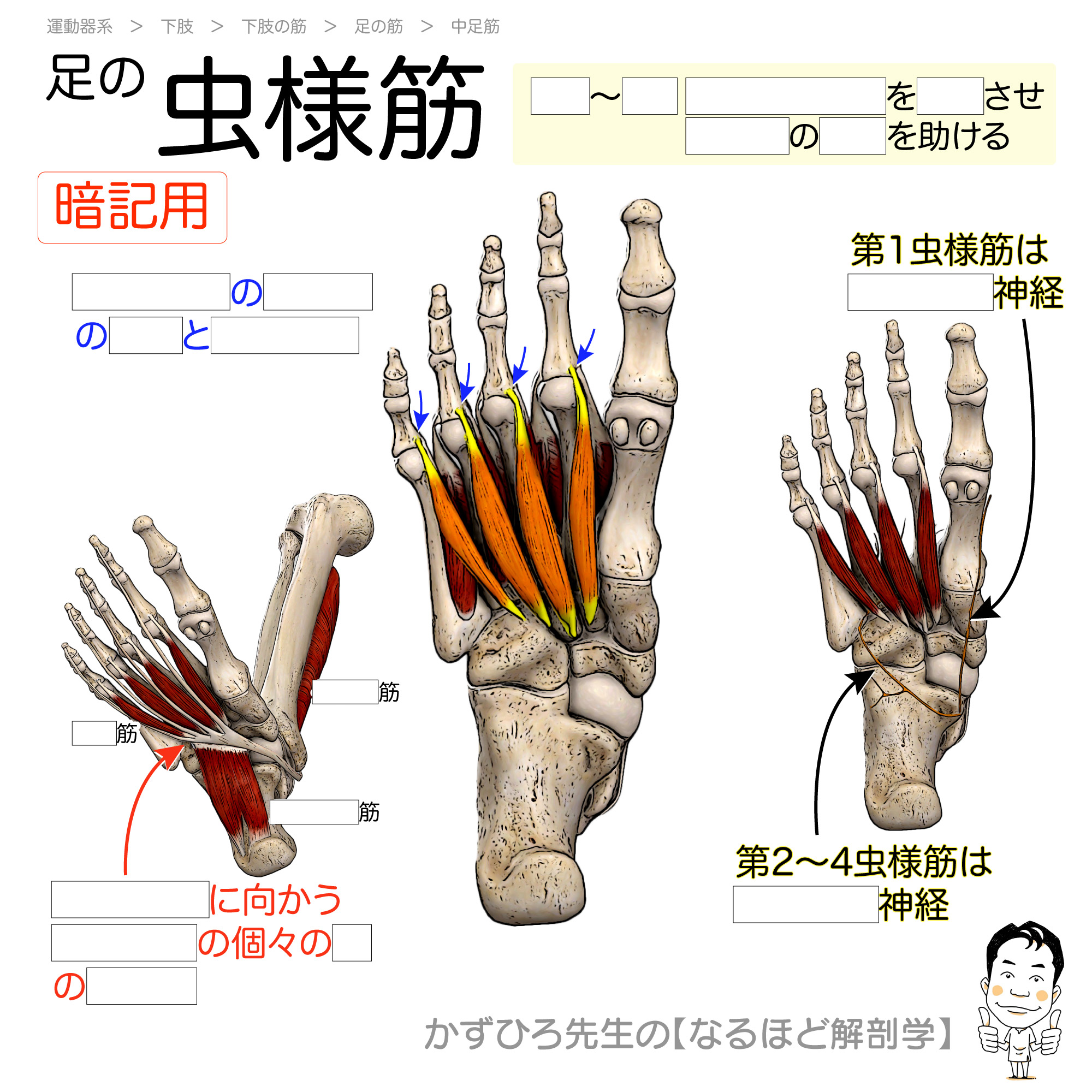 虫様筋 – いつでも何回でも再学習☆応援講座