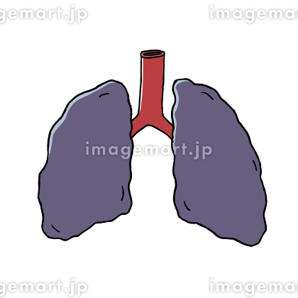 31,200点を超える人の肺のイラスト素材、ロイヤリティフリーのベクター素材グラフィックスとクリップアート - iStockヒトの内臓, 人体構造